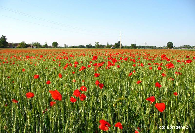 papaveri
