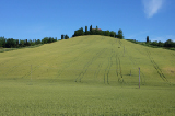 Campo di Grano